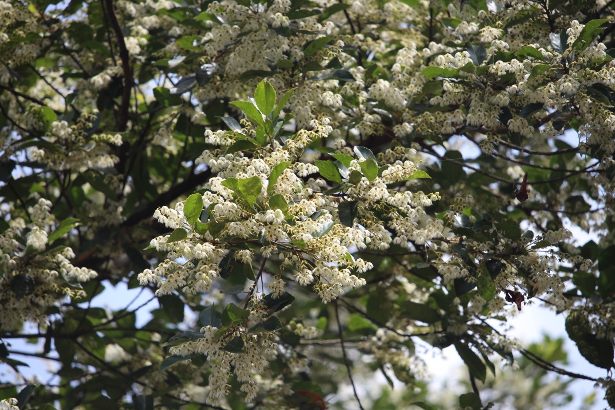 Elaeocarpus serratus L.